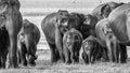 Wild elephant babies