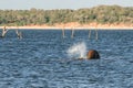 Wild elephant bath