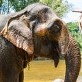 Wild elephant in the beautiful jungle in Thailand Royalty Free Stock Photo