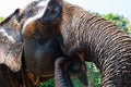 Wild elephant in the beautiful jungle in Thailand Royalty Free Stock Photo