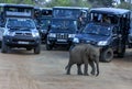 A wild elephant at Yala National Park.