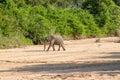 Wild elephant come to drink in Africa in national Kruger Park in UAR