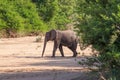 Wild elephant come to drink in Africa in national Kruger Park in UAR