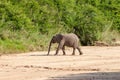 Wild elephant come to drink in Africa in national Kruger Park in UAR