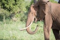 Wild Elephant Covered with Red Mud Eating Grass n a Lush Tanzan Royalty Free Stock Photo