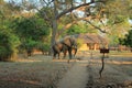 Wild elephant crossing zambia Royalty Free Stock Photo