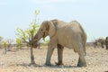 Wild elephant eating leaves, Namibia