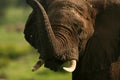 Wild Elephant Elephantidae in African Botswana savannah