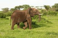 Wild Elephant Elephantidae in African Botswana savannah