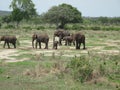 Wild Elephant Elephantidae in African Botswana savannah