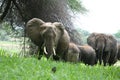 Wild Elephant Elephantidae in African Botswana savannah