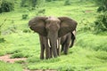 Wild Elephant Elephantidae in African Botswana savannah