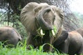 Wild Elephant Elephantidae in African Botswana savannah