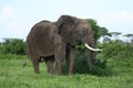 Wild Elephant Elephantidae in African Botswana savannah