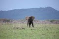 Wild Elephant Elephantidae in African Botswana savannah