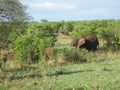 Wild Elephant Elephantidae in African Botswana savannah