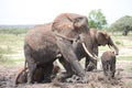 Wild Elephant Elephantidae in African Botswana savannah