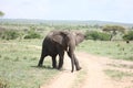 Wild Elephant Elephantidae in African Botswana savannah