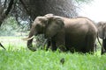 Wild Elephant Elephantidae in African Botswana savannah