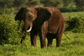 Wild Elephant Elephantidae in African Botswana savannah