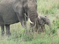 Wild Elephant Elephantidae in African Botswana savannah