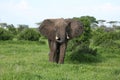 Wild Elephant Elephantidae in African Botswana savannah