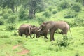 Wild Elephant Elephantidae in African Botswana savannah