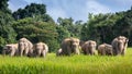 Wild elephant family in green grass field of tropical rainforest Royalty Free Stock Photo