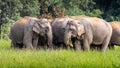 Wild elephant family in green grass field of tropical rainforest Royalty Free Stock Photo