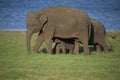 wild Elephant family gathering near a lake Royalty Free Stock Photo