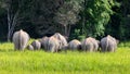 Wild elephant family in green grass field of tropical rainforest Royalty Free Stock Photo