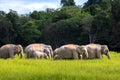 Wild elephant family in green grass field of tropical rainforest Royalty Free Stock Photo