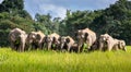 Wild elephant family in green grass field of tropical rainforest Royalty Free Stock Photo