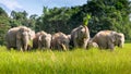 Wild elephant family in green grass field of tropical rainforest Royalty Free Stock Photo