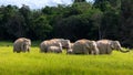 Wild elephant family in green grass field of tropical rainforest Royalty Free Stock Photo