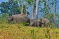 Wild Elephant on field in Kui Buri national Park, Thailand