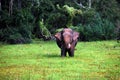 Wild elephant