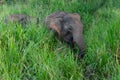 Wild elephant in green jungle landscape, Sri Lanka Royalty Free Stock Photo