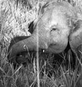 Wild elephant Royalty Free Stock Photo