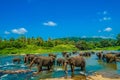 Wild elephant image Sri Lanka Pinnawara