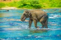 Wild elephant image Sri Lanka Pinnawara