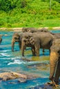 Wild elephant image Sri Lanka Pinnawara