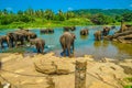 Wild elephant image Sri Lanka Pinnawara