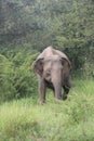 Wild Elephant in Jungle Udawalawe & x28;Thani Aliya& x29; Royalty Free Stock Photo