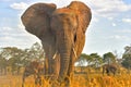 Wild elephant, Kenya National Park, Taita Hils Royalty Free Stock Photo