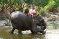 Wild elephant bathing in Laos. Royalty Free Stock Photo
