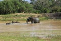 Wild elephant lephus maximus vilaliya having a bath. Safari in a National Park Yala, Sri Lanka Royalty Free Stock Photo