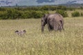 Wild elephant in Maasai Mara National Reserve, Kenya. Royalty Free Stock Photo