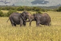 Wild elephant in Maasai Mara National Reserve, Kenya. Royalty Free Stock Photo