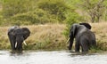 Wild elephant playing along the river bank, african savannah, Kruger, South Africa Royalty Free Stock Photo